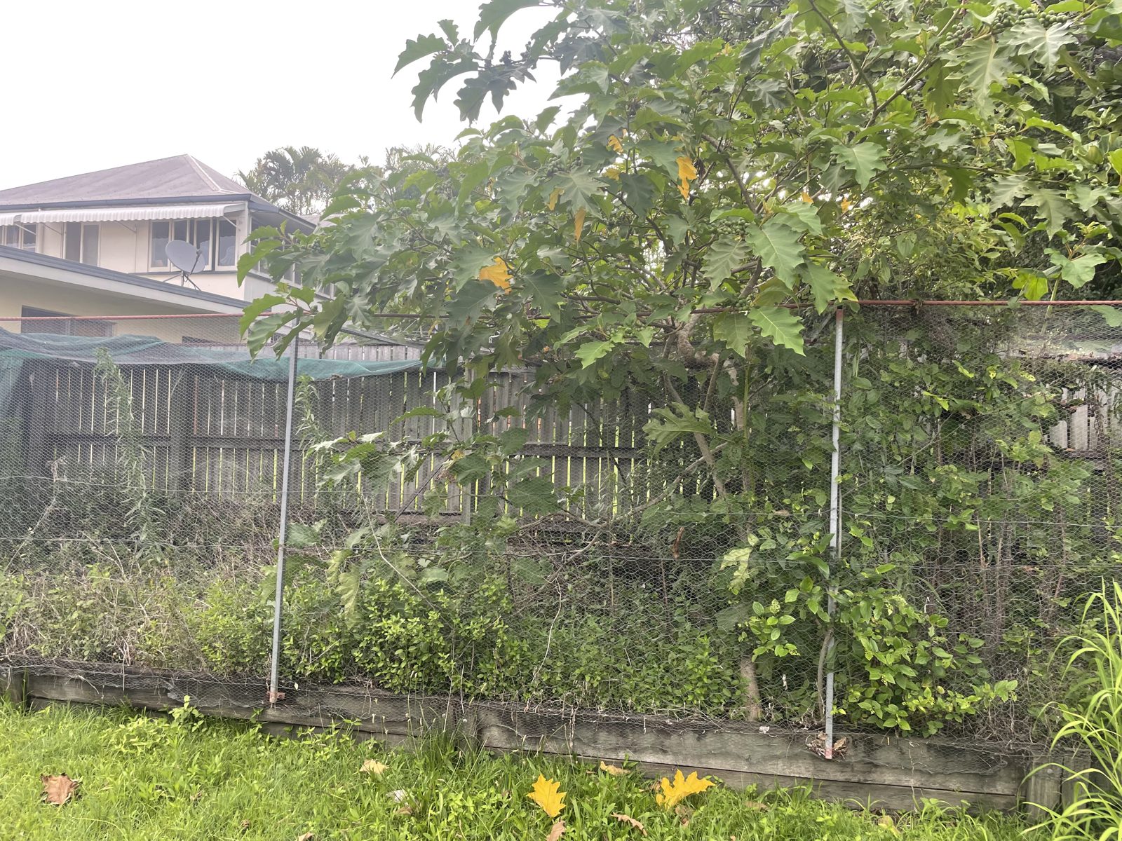 Overgrown yard before a clean up